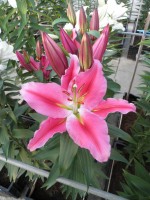 [1870 Shandong Mak No01.JPG]